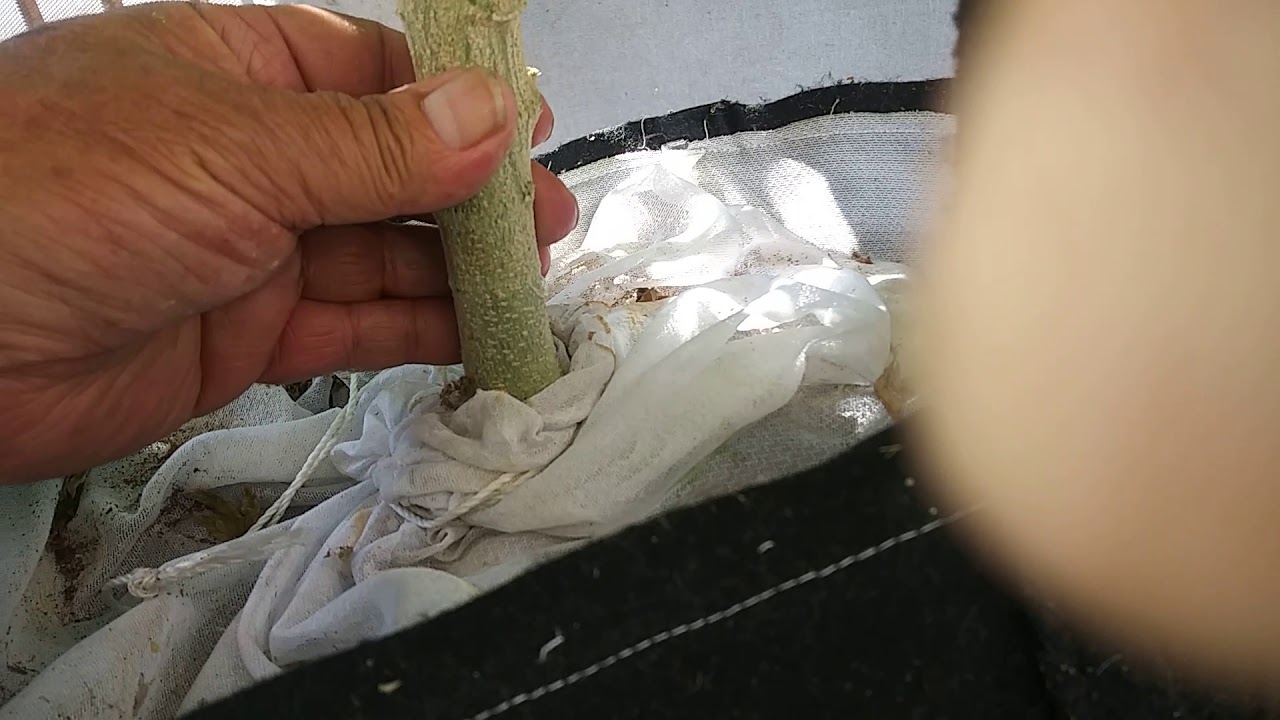 Just a little update on FRANCOSTEIN By Astral Flower Genetics. Outdoors