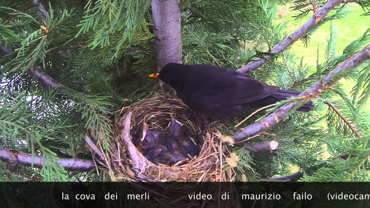 la cova dei merli gopro