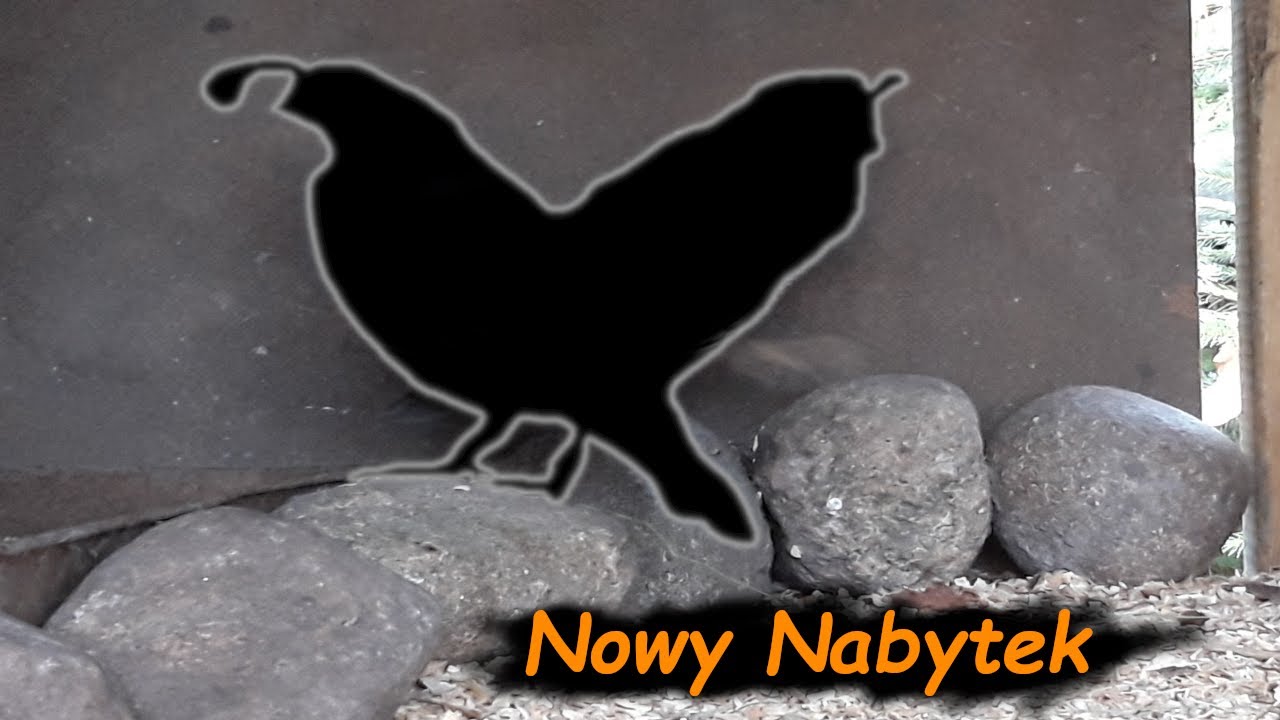 Nowy Nabytek 😱 *Przepi&oacute;ry Kalifornijskie - Historia* ODC #2