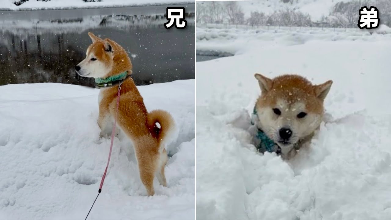 柴犬巨体兄弟の雪散歩が楽しくて終わらない