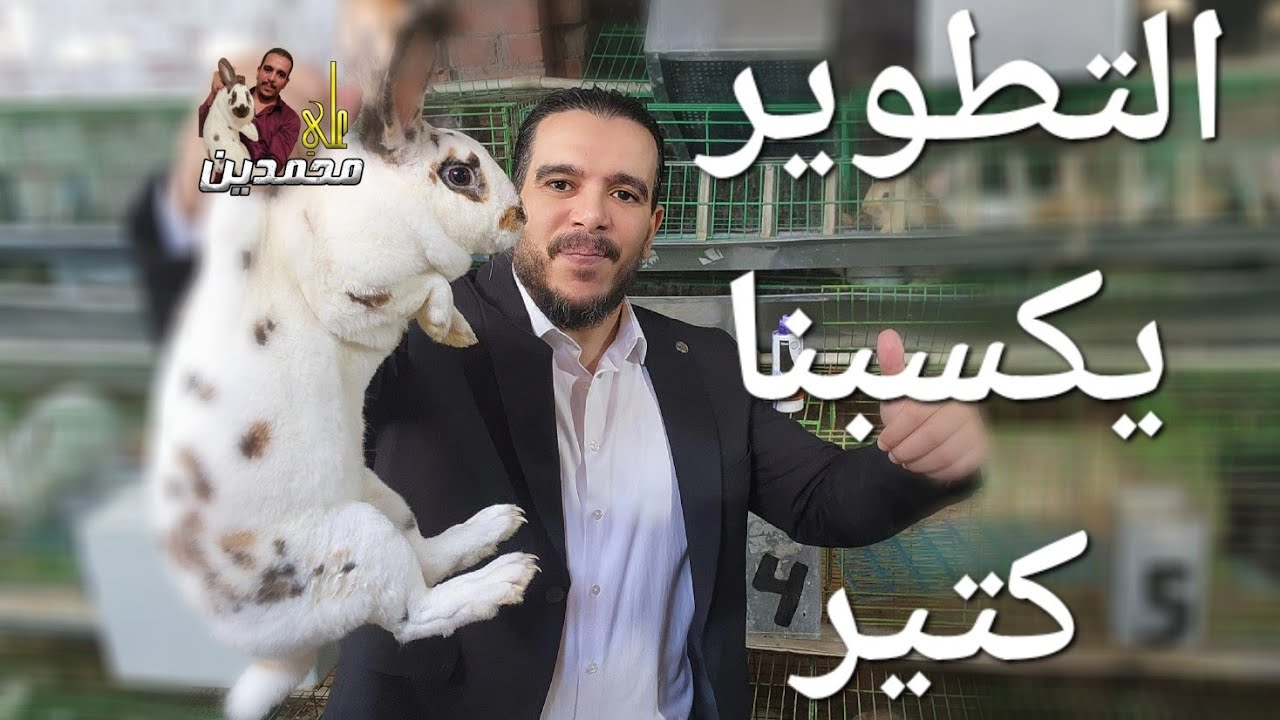 مراحل التطوير ولازم تفهم الارانب والتهجين والبيور والاعلاف