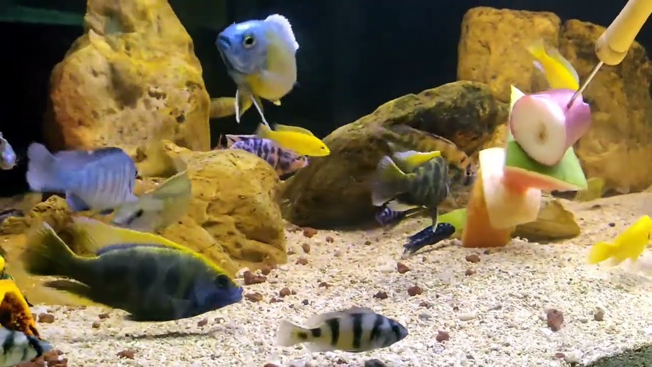 Diet Food For Cichlid African | Fruit Salad