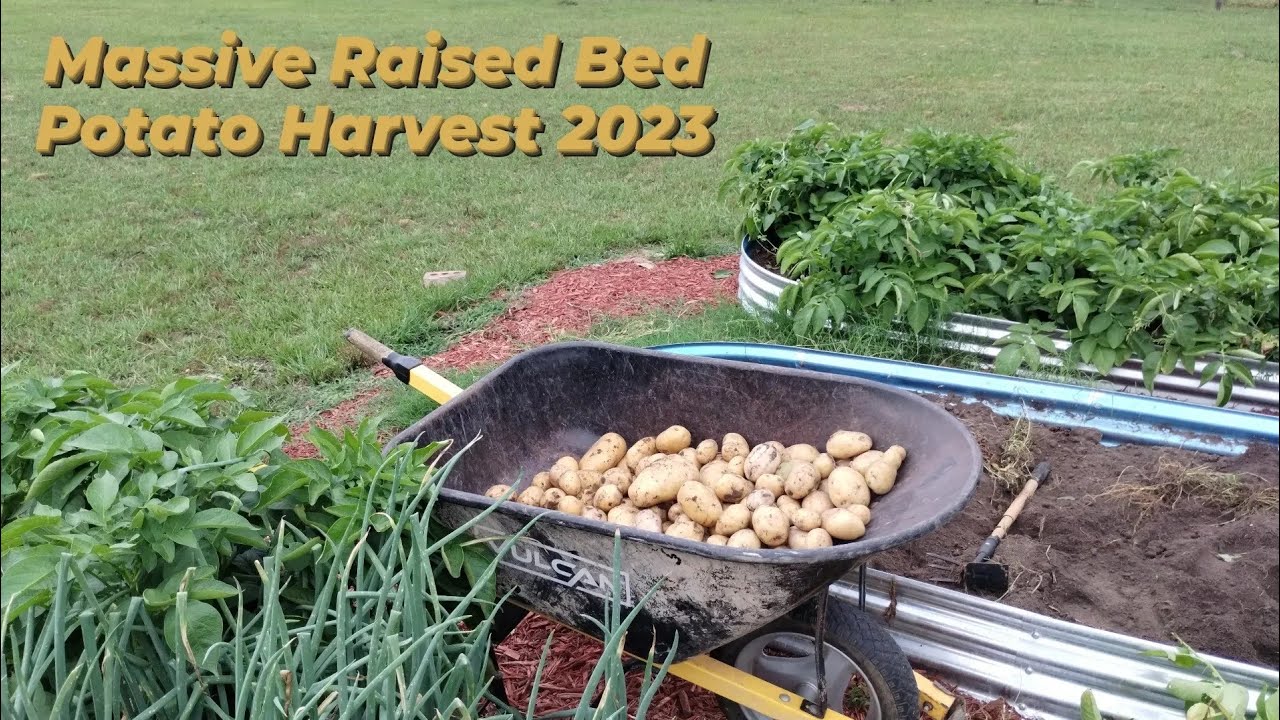 Massive Raised Bed Potato Harvest 2023