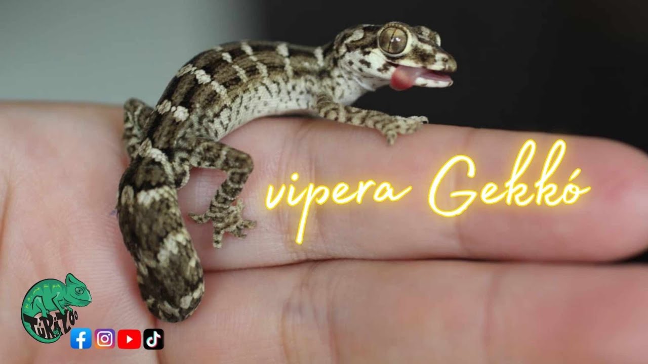 VIPERAGEKK&Oacute; a terr&aacute;riumban  (Teratolepis fasciata) .