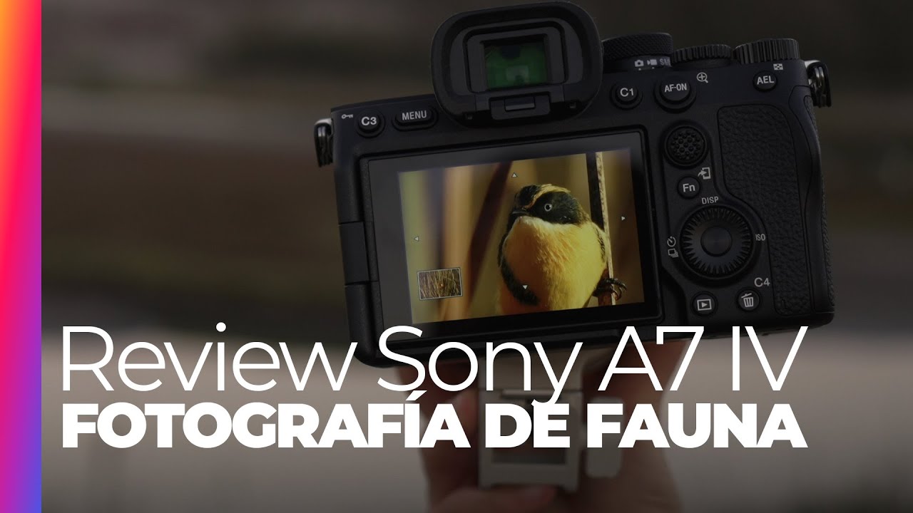 Sony A7 IV para Fotografía de Aves