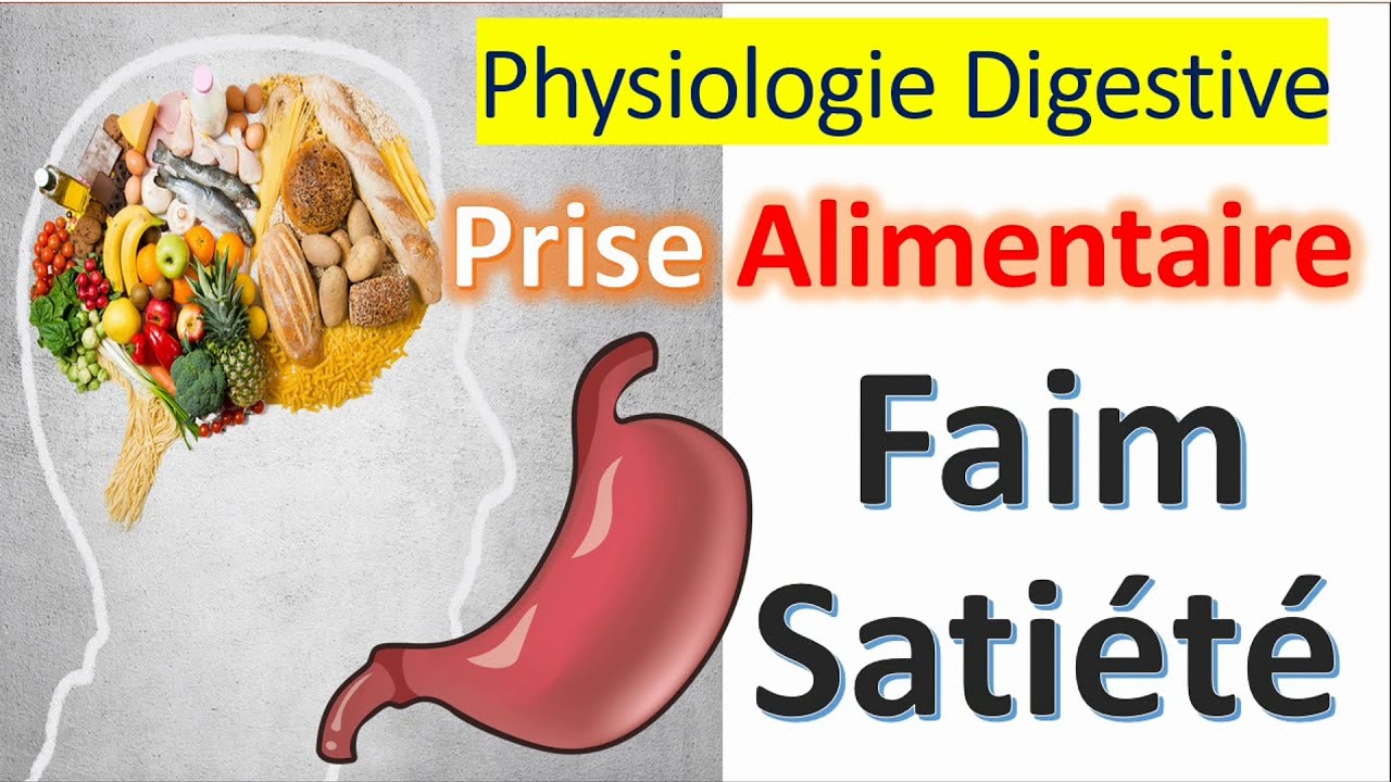Physiologie digestive Nutrition Prise Alimentaire Faim Satiété Appétit