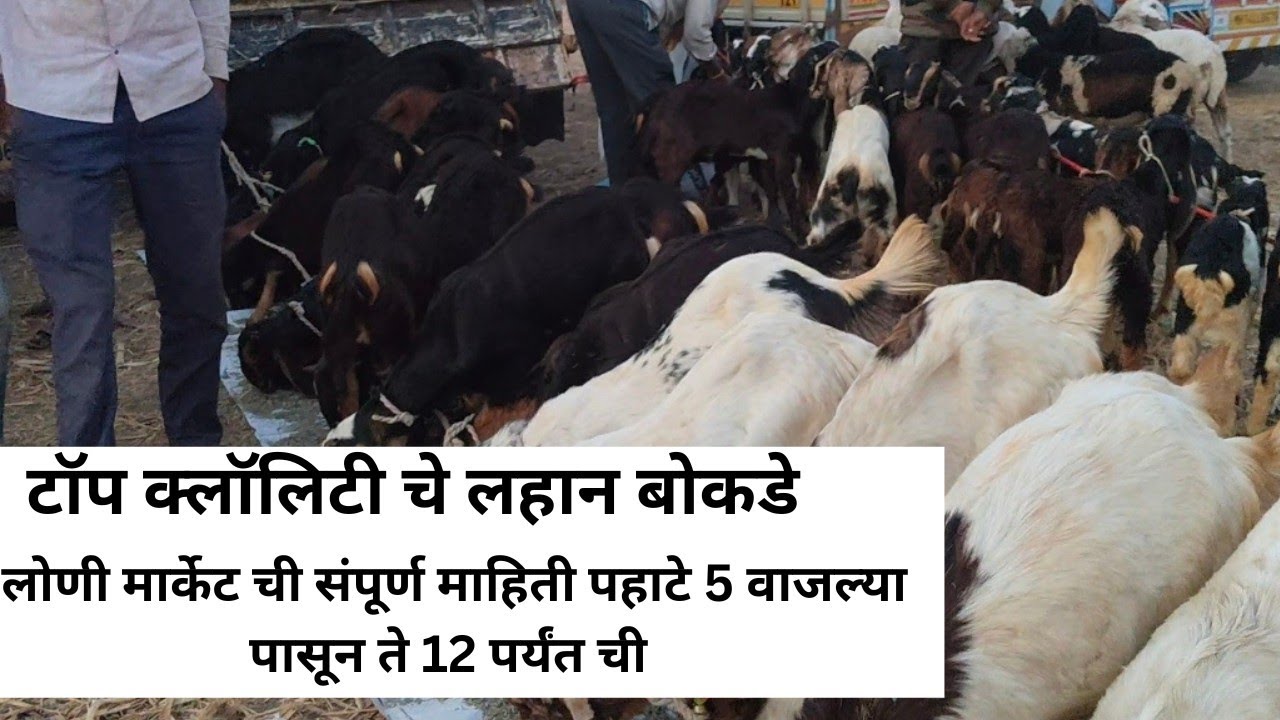 लोणी मार्केट चा पहाटे 5 चा नजारा लहान बोकडे एकदम स्वस्त#goat #goatfarm #vlog 