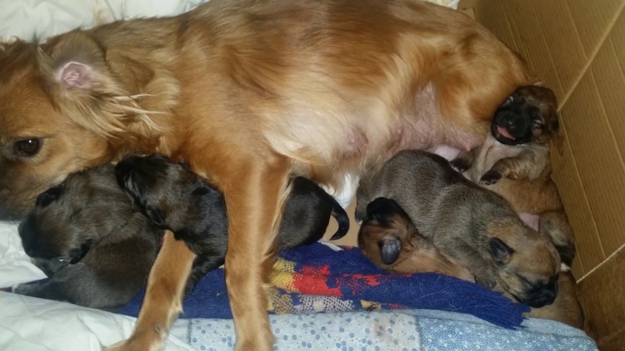 I CUCCIOLI DI MIKI E THAI
