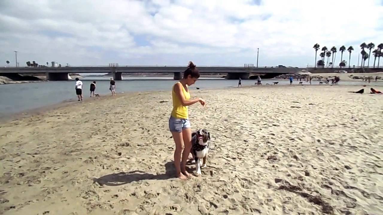 Off-leash Training, Dog Beach
