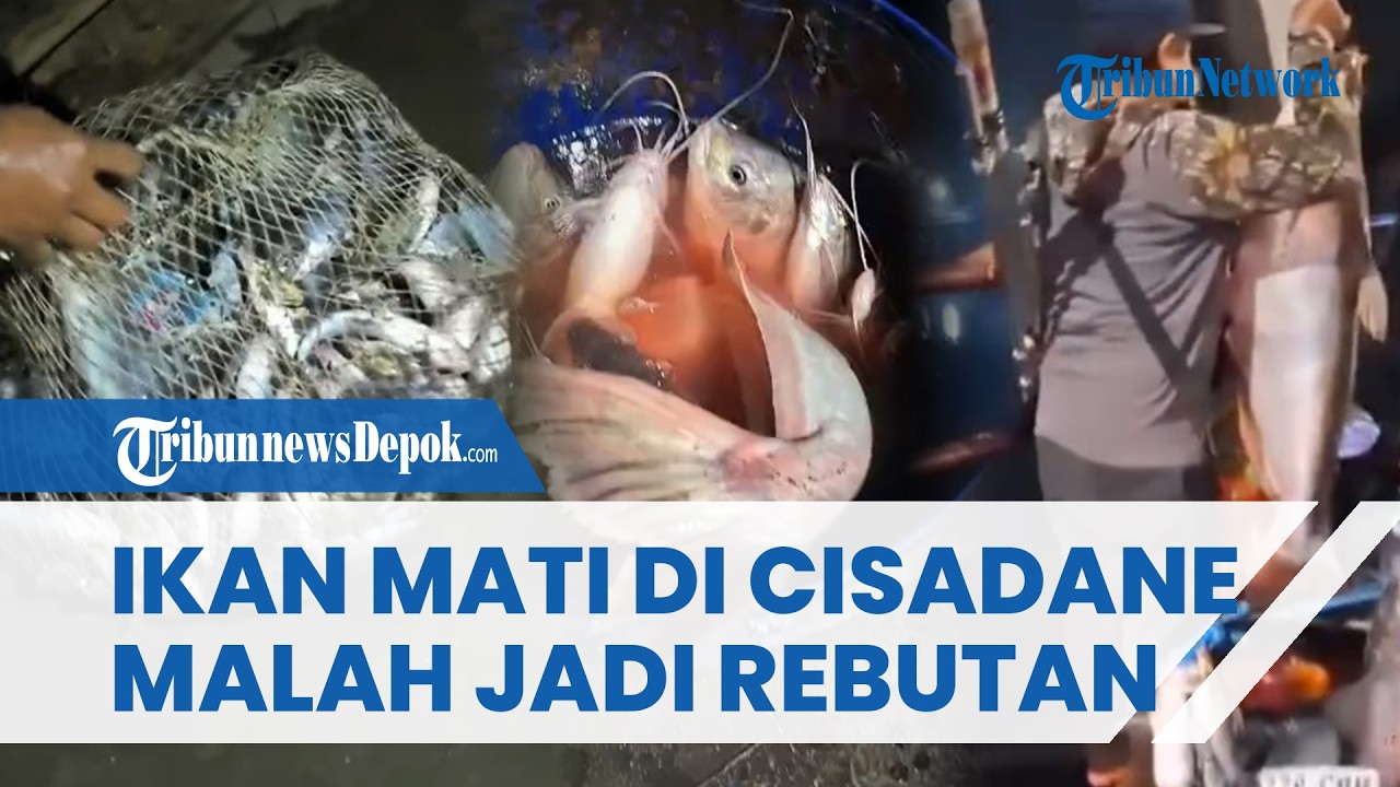 TERCEMAR LIMBAH! Ribuan Ikan Mati di Sungai Cisadane, Warga Malah Ramai-ramai Tangkap Ikan