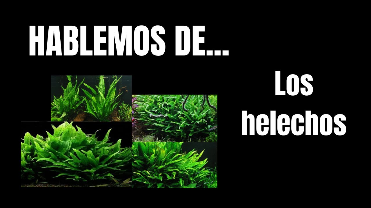 Hablemos de los HELECHOS