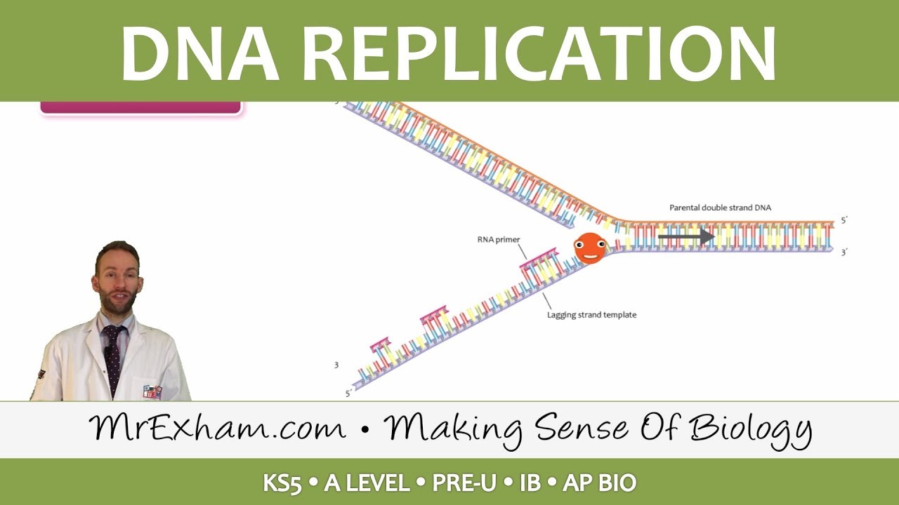 Cell Replication  - DNA Replication - Post 16 Biology (A Level, Pre-U, IB, AP Bio)