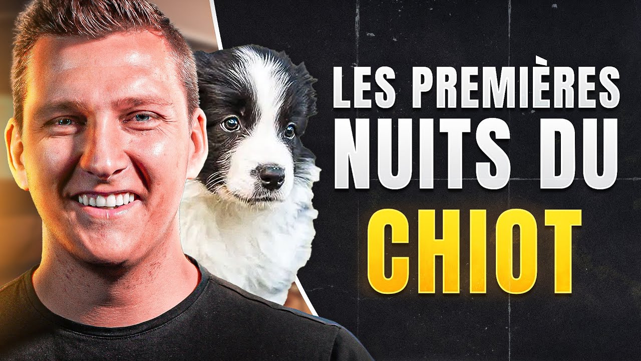 4 Conseils Pour Les Premi&egrave;res Nuits Avec Un Chiot