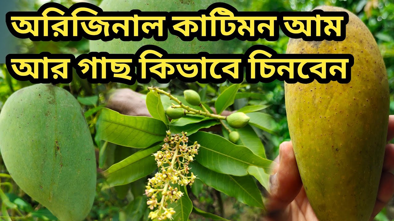 অরিজিনাল কাটিমন আম আর গাছ কিভাবে চিনবেন?