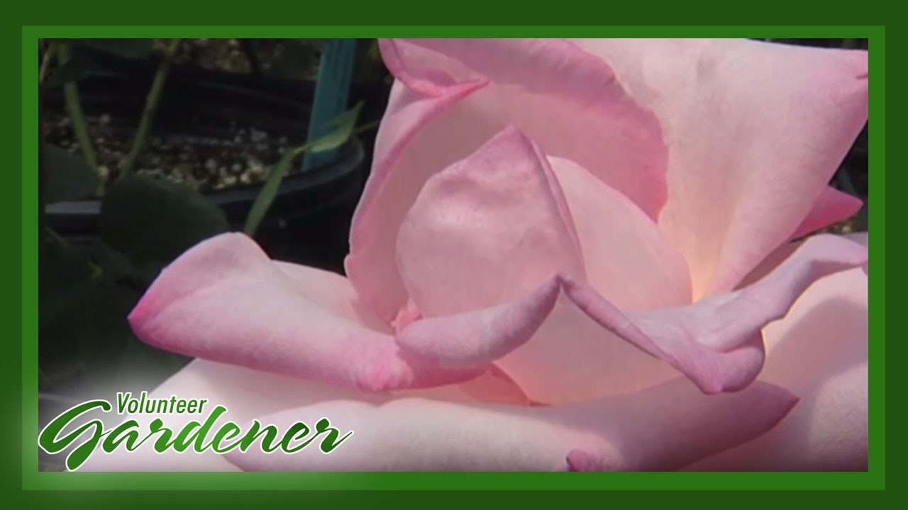 Rose Propagation | Volunteer Gardener