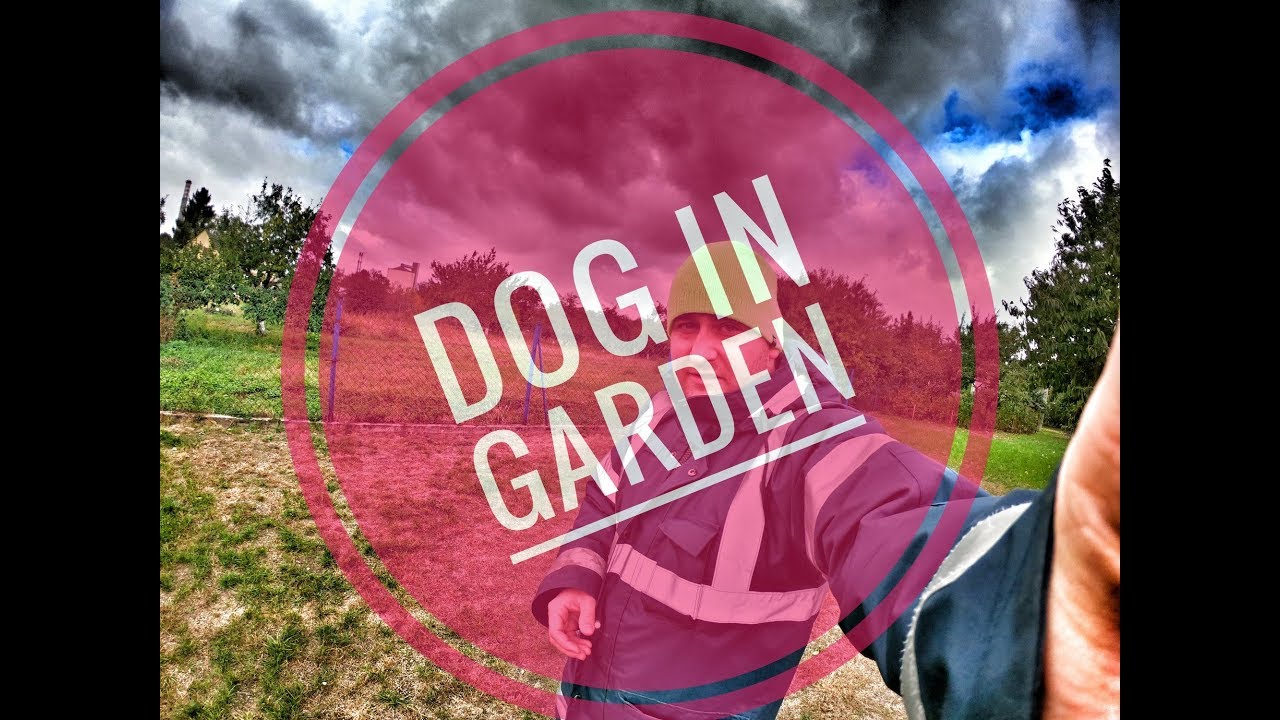 Dog in garden GOPROHEROBLACK7