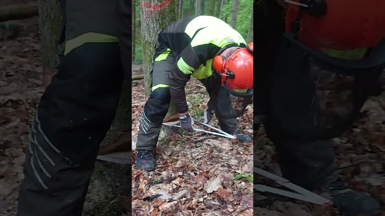 2/3 - 1/3 Sägetechnik mit Thomas. #Baum fällen #Kettensäge #holzbearbeitung #holzsägen #holzfäller