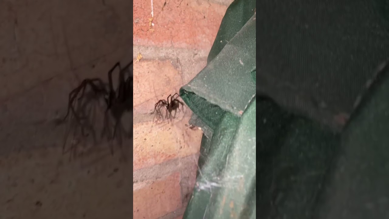 House spider VS cellar spider