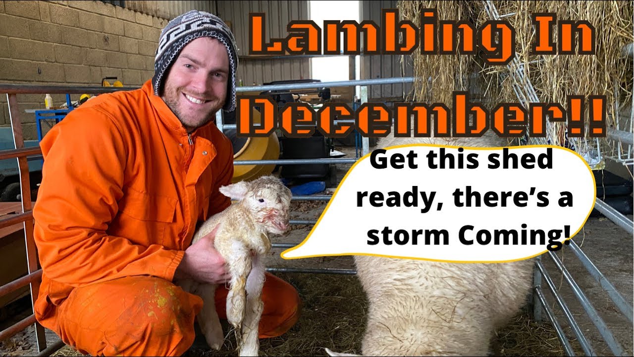 Last lamb of the year, First lamb of the season! Lambing In December!
