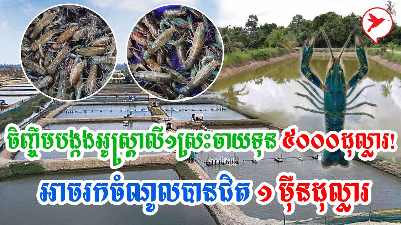 ចិញ្ចឹមបង្កងអូស្ត្រាលី១ស្រះចាយទុន ៥០០០ដុល្លារ! ប្រើពេលតែ ៤ ខែ អាចរកចំណូលបានជិត ១ ម៉ឺនដុល្លារ