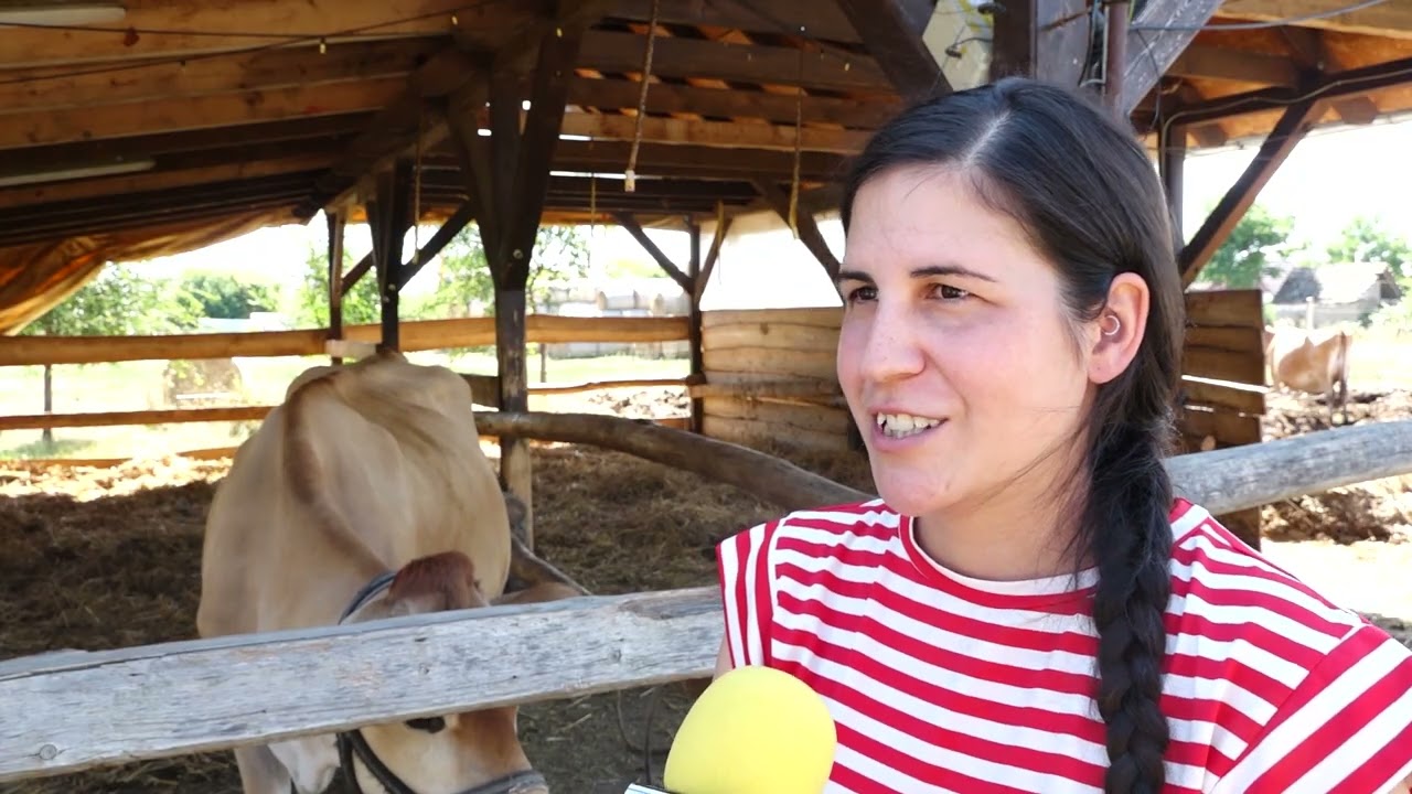Jersey tehenek és arany minősített sajtok otthona a Hegyesi Éléstár