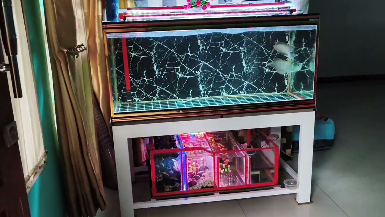 hidup damai dua arwana silver red dalam satu aquarium