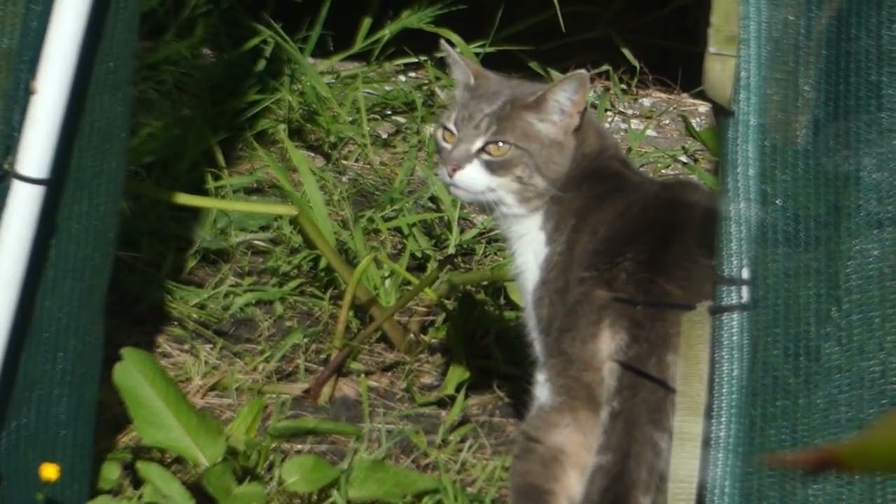 the sparrows are watching the cat intruder