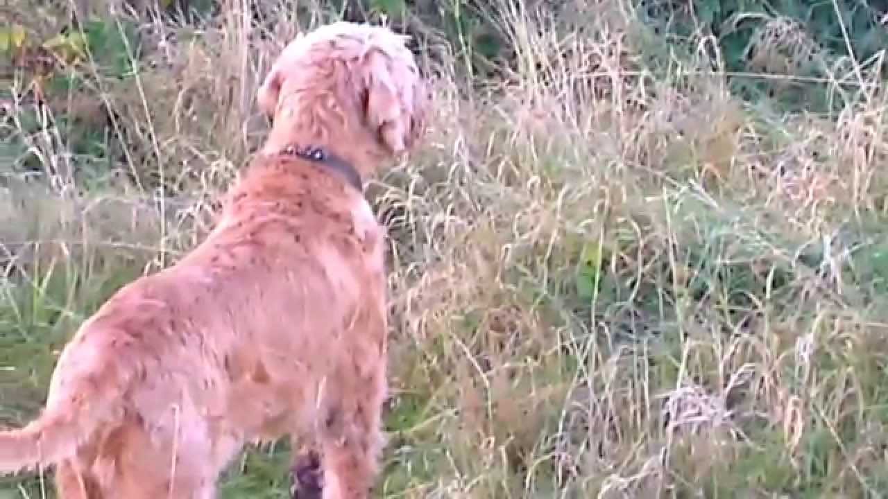 Melek pointing partridge