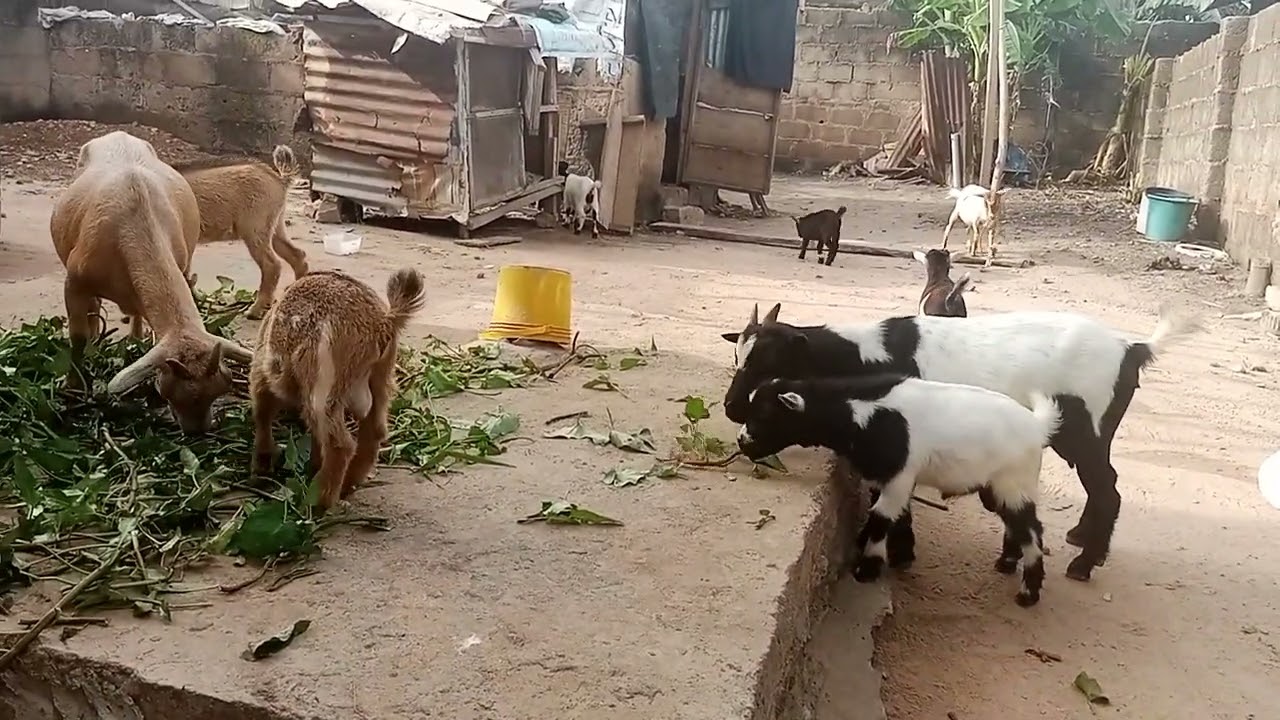 My Nigeria west africa dwarf goats