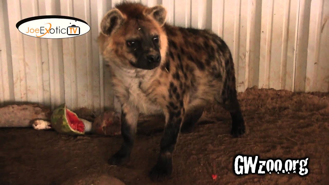 GW Zoo Animal Spotlight - Hyena