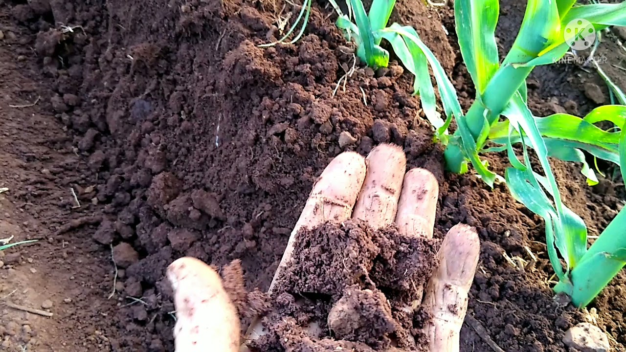 FERTILIZING WITH A BLISTER. We continue working.