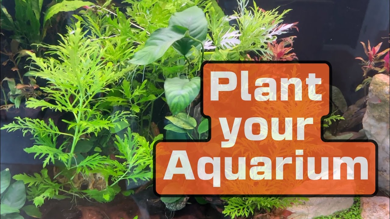 Tackling the challenge of aquascaping a 55-gallon planted aquarium