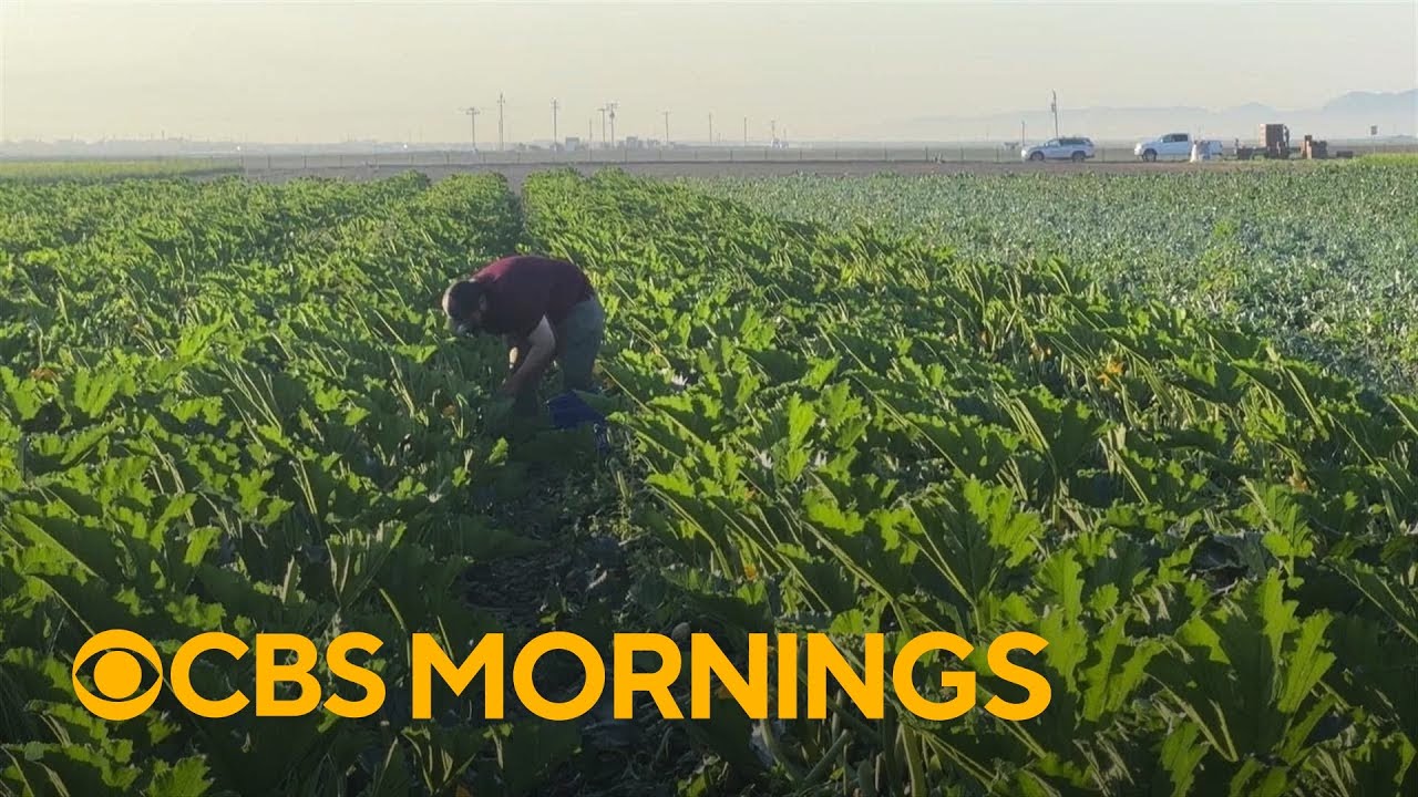 Farm workers running their own farms