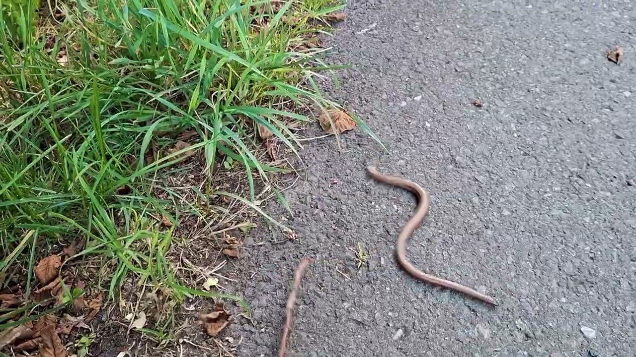 Padalec zwyczajny (łac. Anguis fragilis).