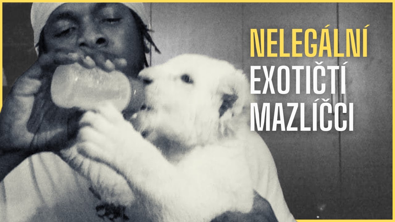Nelegální exotičtí mazlíčci na Instagramu
