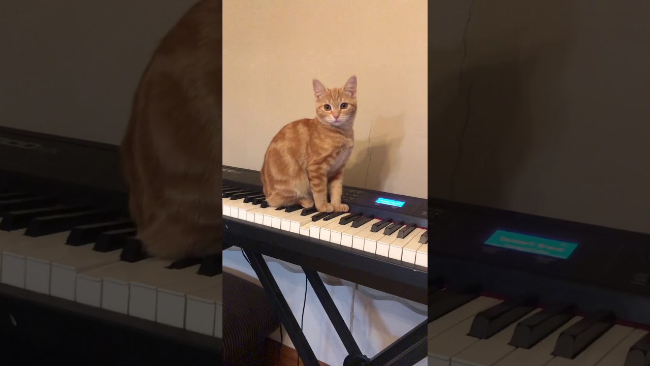 CAT PLAYS SYNTH