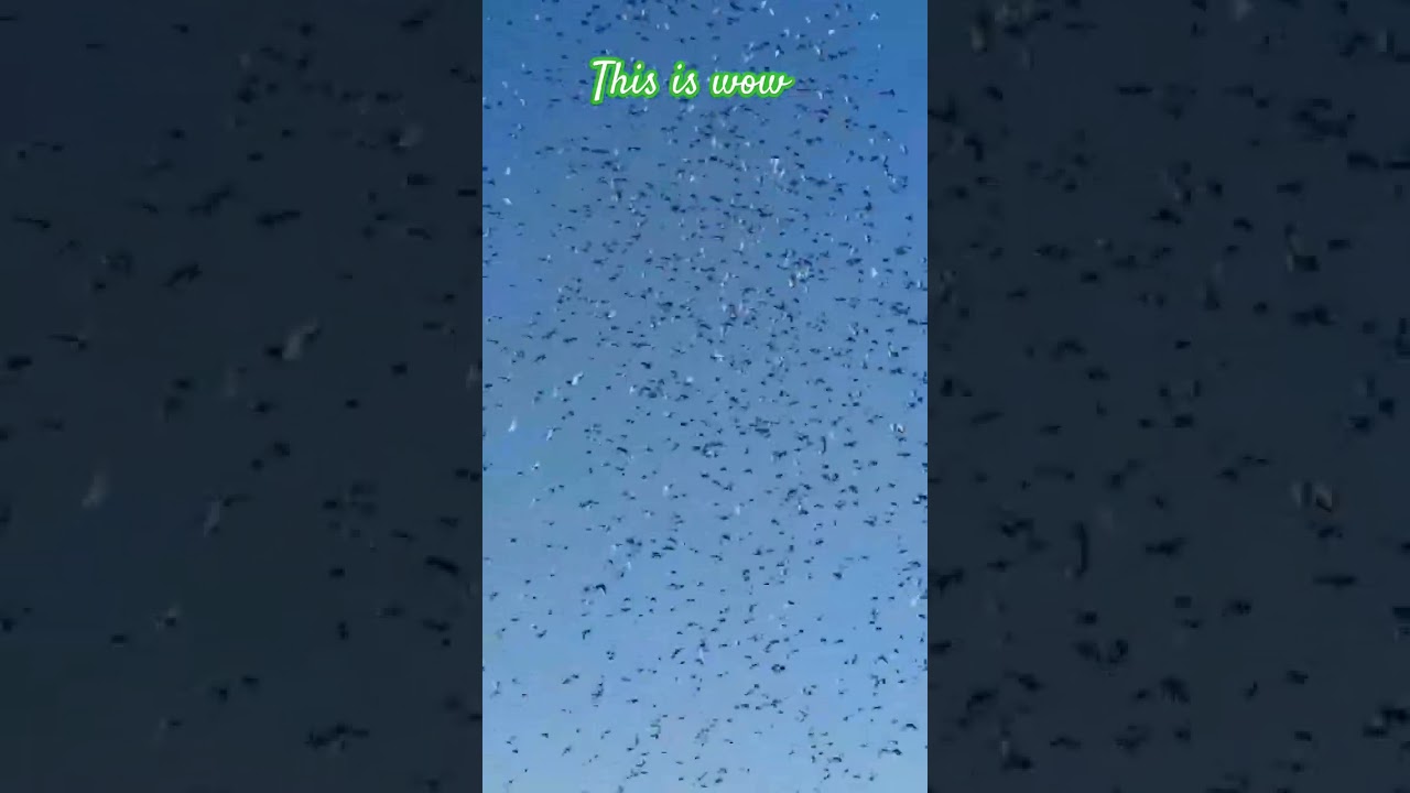 Delhi pigeons lover Delhi ki kabootar bazi pigeon training 