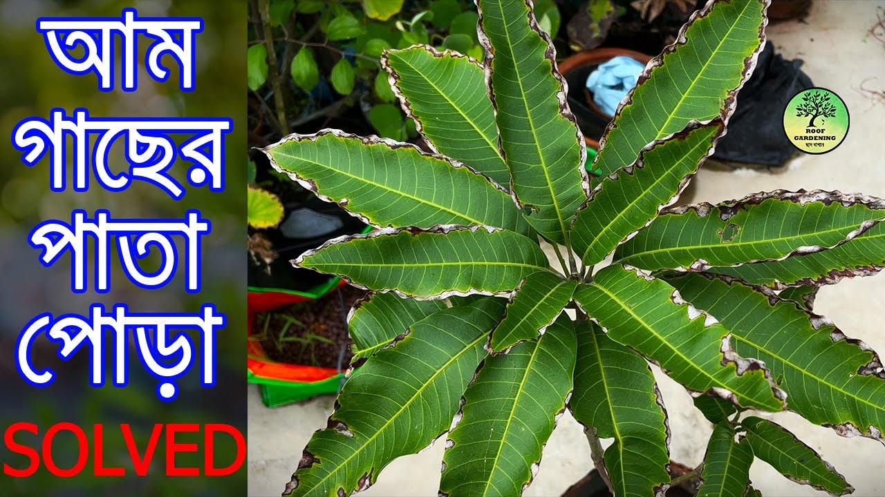 আম গাছের পাতা পোড়া রোগের স্থায়ী সমাধান / Mango Leaf Burn Problem Solved / Roof Gardening