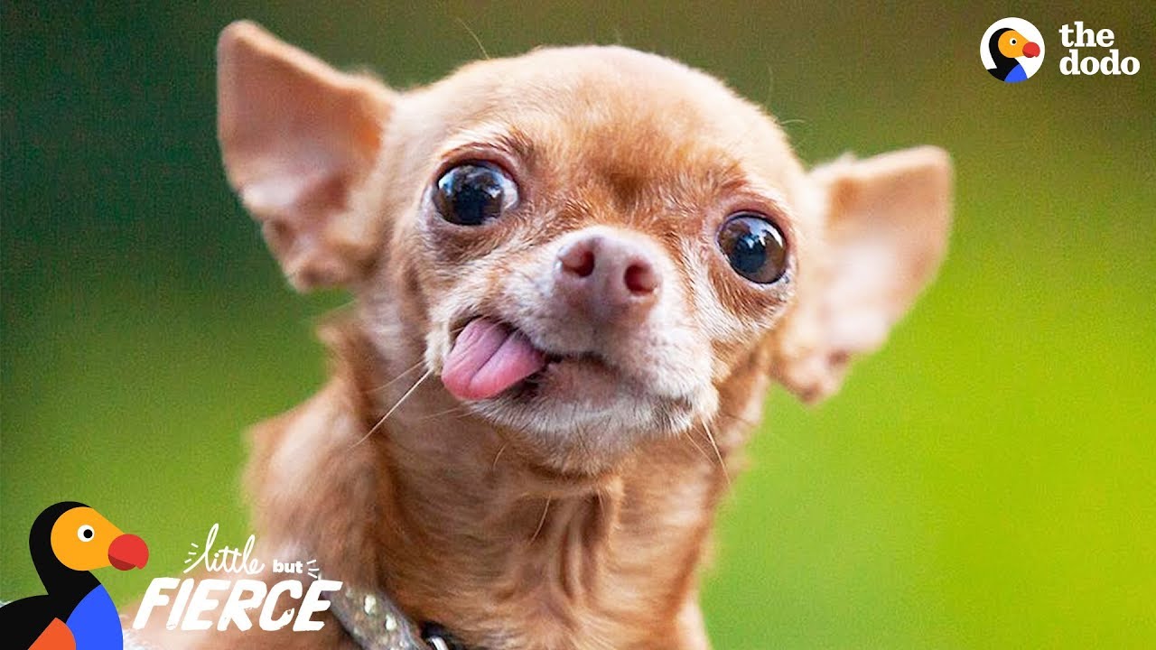 Cranky Little Dog Doesn't Want To Share His Dad With Anyone | The Dodo Little But Fierce