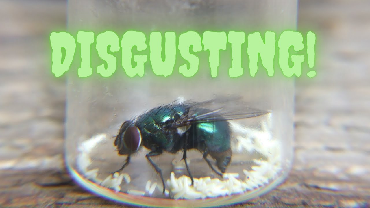 A common blow fly laying eggs