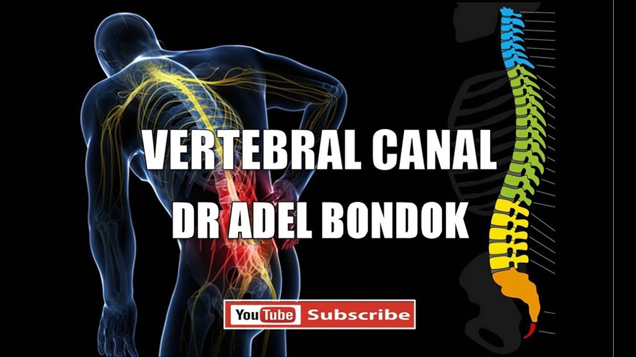 Vertebral (Spinal) Canal, Dr Adel Bondok