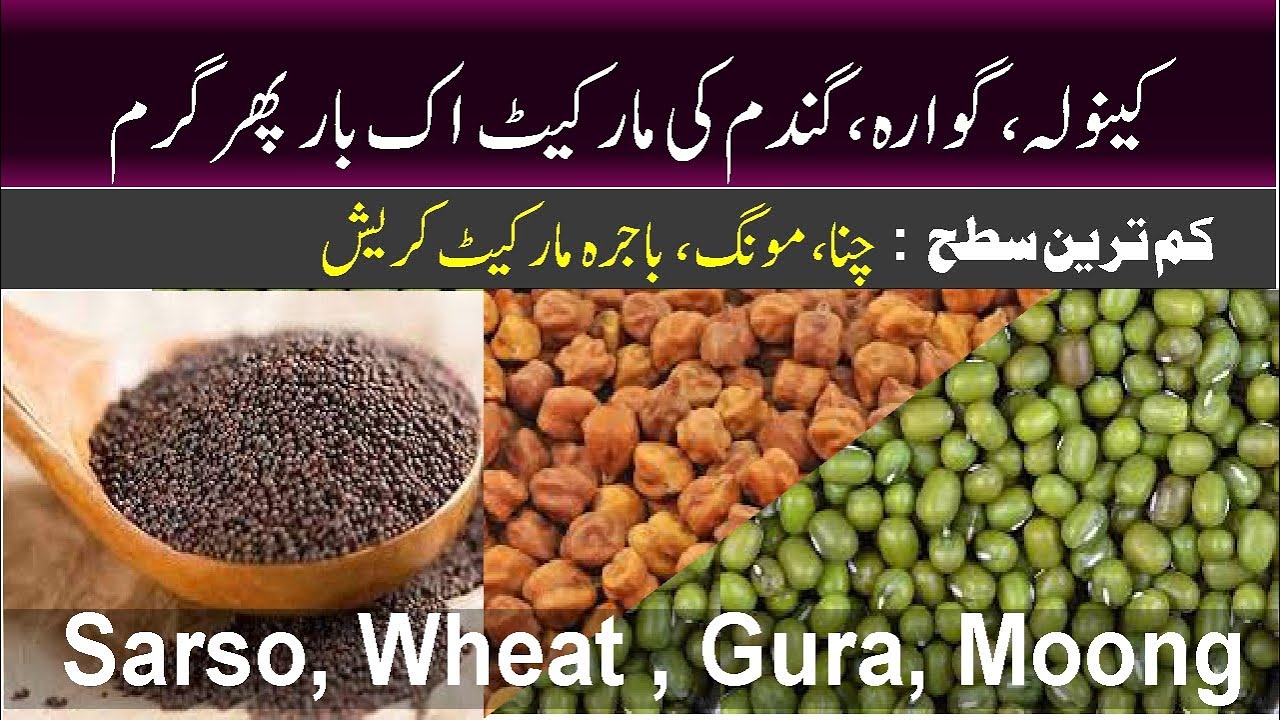 sarso, canola, Guara highest rate today l chana, moong, bajra Market Crash l Bashir Sandhila