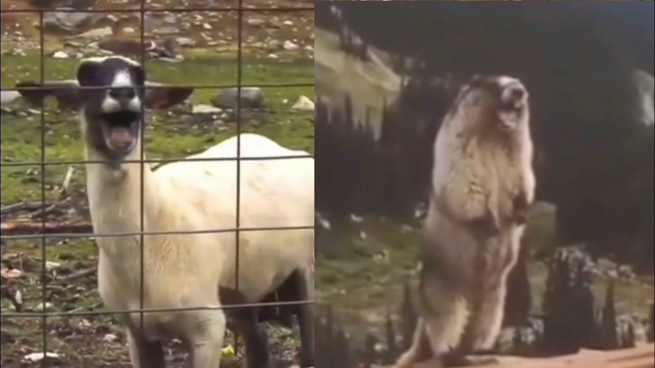 Marmot vs Goat Scream