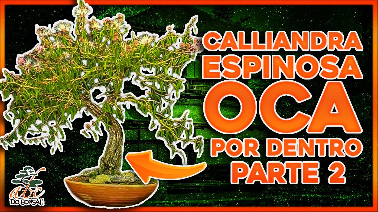 CALLIANDRA ESPINOSA OCA POR DENTRO PARTE 2 - AULA DE PROSPERIDADE FINAL