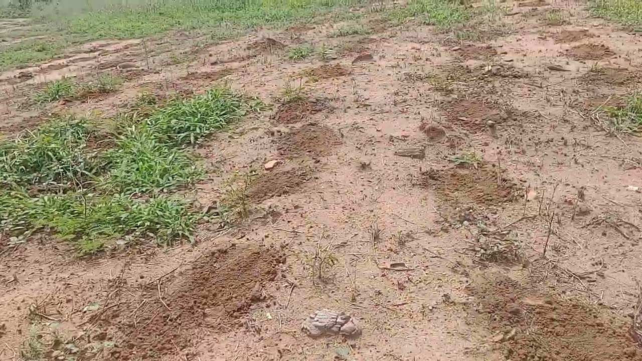 Acabei de plantar a roça.@Devagarinhochegala