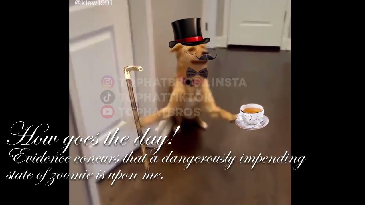Posh Tophat Dogs MegaCompilation!
