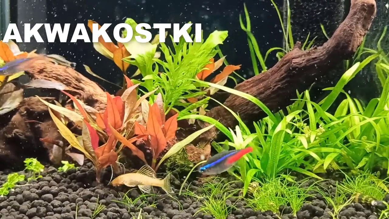 #1 unboxing aquael shrimp set smart 19 L