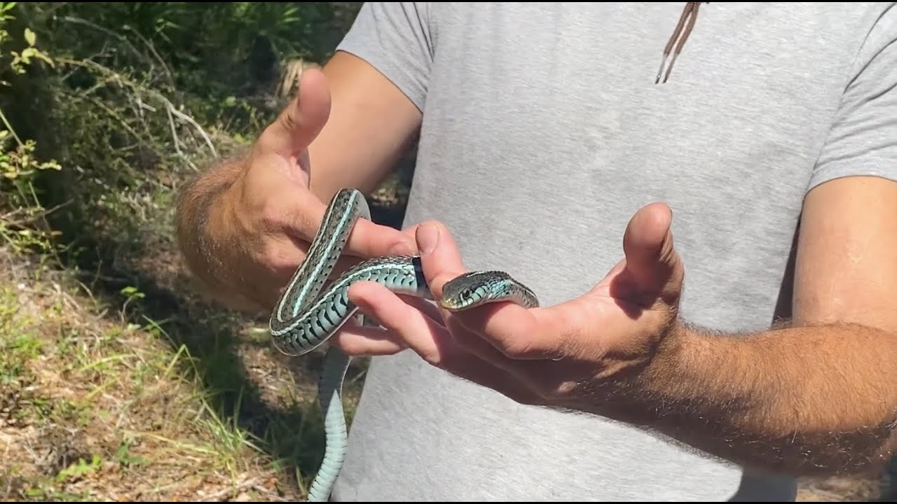 Florida Blue Garter Snake Rescue and Release