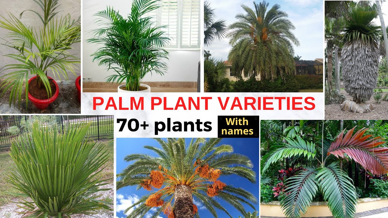 Top 70+ varieties of Palm plant ( Tree ) | Identification of Palm plants with Names
