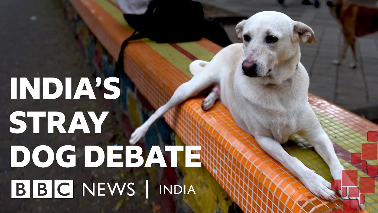 Safety or animal rights? India&rsquo;s stray dog debate | BBC News India